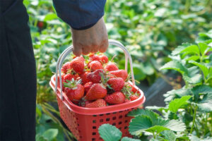 2025.03 三月莓圃 Love Strawberry